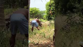 விவசாயம் செய்யும் என் கணவர் // my husband started to work in our field