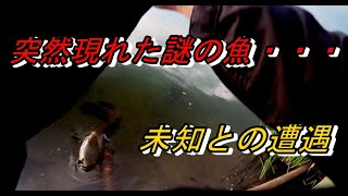 まさかの怪魚！？ブラックバス狙いで超大物雷魚が襲来！