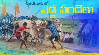 yadla pandalu in vijayawada 2024 || yadla pandalu full details #sonaprasadvibes