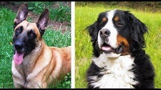 最も頭の良い・賢い犬ランキングトップ25（25位〜15位）