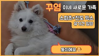 새로운 댕댕이 가족 등장! 적응력 만렙🐶 /유기견입양/강아지입양