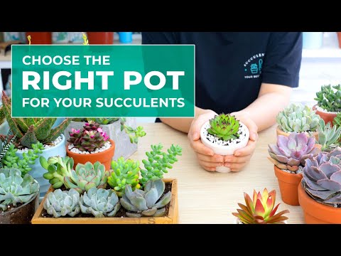 Can you keep succulents in small pots?