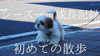 シーズー初めての散歩/生後4ヵ月