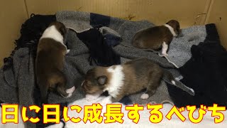 【シェルティ】最近出来るようになった事🐾【生後16日目】