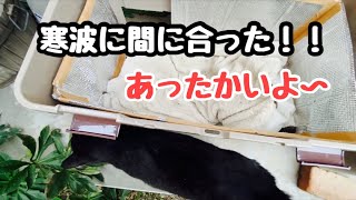 寒波に備えて庭に住みついた野良猫ために湯たんぽ付きハウス準備しました！