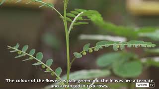 Keezhar Nelli ( Phyllanthus niruri ) Ayurvedic plant