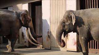 2019/03 夕方の3頭のゾウ   in  金沢動物園    Elephants