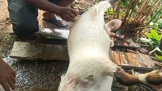 CARA MEMBERSIHKAN BULU KAMBING DARI KULITNYA DENGAN POMPA SEPEDA