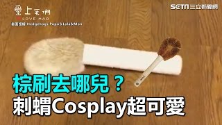 棕刷去哪兒？刺蝟Cosplay超可愛｜三立新聞網SETN.com