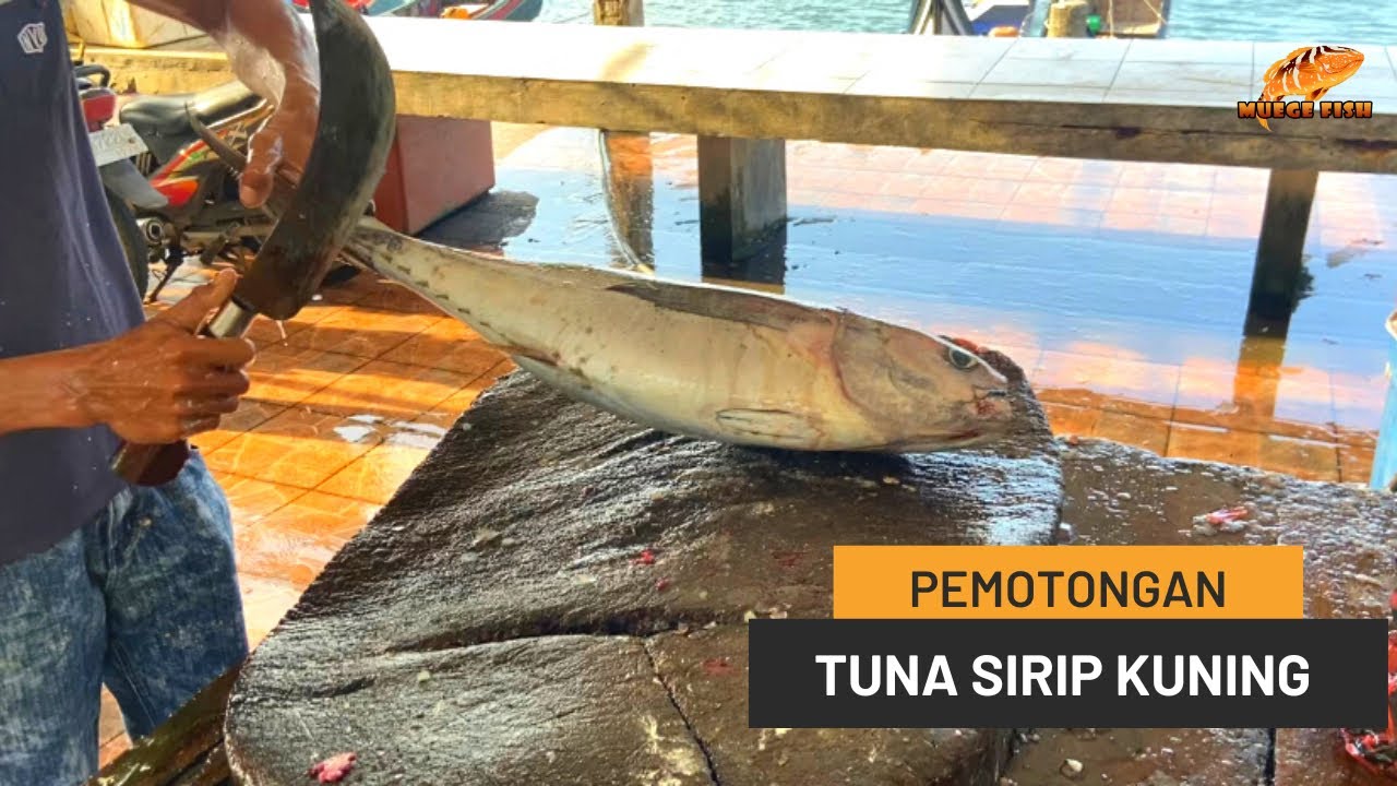 Ketarampilan Memotong Ikan Tuna Sirip Kuning - YouTube