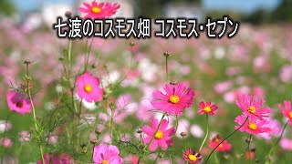 七渡のコスモス畑 コスモスセブン 2021 4K