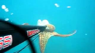 Pesca Submarina de Pulpo 02 | Spearfishing Octopus 02