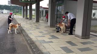 【秋田犬のお出迎え】2021.6.8 #大館能代空港 #秋田犬 #秋田犬のお出迎え