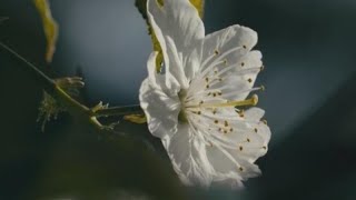 Cultivated cherry blossoms with special flavoring in E China