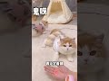 激光笔魔法：让你的猫咪瞬间崇拜你。＃逗猫技巧＃激光笔＃新手养猫＃养猫知识＃养猫日常＃养猫经验＃科学养猫＃养猫人＃养猫经验分享＃宠物＃萌宠＃猫咪＃cat＃宠物日常＃宠物知识＃分享养宠经验＃猫咪的迷惑行为