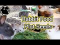 Starting A Spring Food Plot For Rabbits