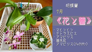 2023年7月2日　7月の胡蝶蘭　花と蕾　花茎を切る　吊りカゴ株と胴切り株の脇芽🌱　マヒンヒン　アマビリス　満天紅　テトラスピス