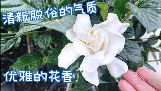 Lowe’s 新上架的栀子花/Gardenia