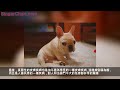 法國鬥牛犬得了皮膚病應該怎麼辦？