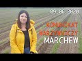 Komunikat warzywniczy - Dokarmianie marchwi faza 2-3, 4-6 liści