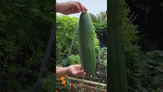 World's Tastiest Cucumber #Growing Nepali Cucumber In UK 2023!