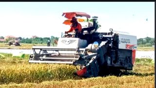 សកម្មភាពប្រមូលផលស្រូវ 2#agriculture