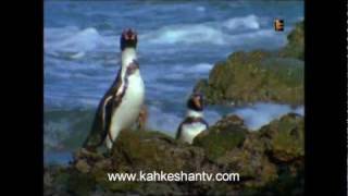 SAVING - PENGUINS - نجات حیوانات در خطر - پنگوئن ها