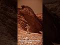 Amazing facts about Mars Planet || Mars Planet Information #mars #planet #shortvideos #shorts