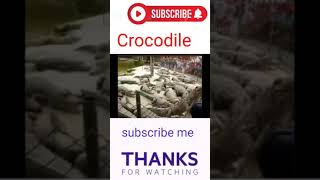 crocodile defeat other animals in the river in India |কুমির হাতে কামড় দিলো যুবকের#shorts