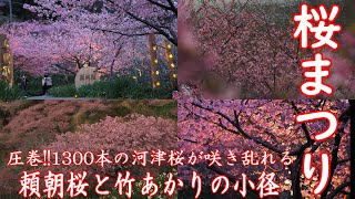 Best time to see! ! A whopping 1300 pieces! Yoritomo Cherry Blossom Festival 2024