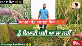 PR-121 Paddy  || ਪੀਆਰ-121 ਝੋਨਾ || Apna Khet || Gurmit Dhagana Vlog || #Rice #Paddy #PR-121