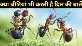 चीटी का दिल कैसा होता है ?चीटियों से जुड़े रोचक तथ्य /Facts about Ant