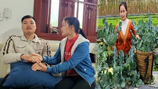 Harvesting cauliflower for market - The Girl Who Lives on the Farm l Lý Thị Sai