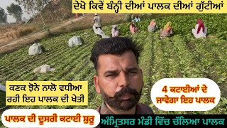 ਪਾਲਕ ਦੀ ਖੇਤੀ | Spinach Cultivation | Palak di kheti | ਪਾਲਕ ਦੀ ਖੇਤੀ ਬਾਰੇ A to Z ਜਾਣਕਾਰੀ | #spinach