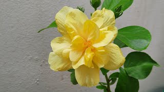 Yellow Hibiscus / పసుపు పచ్చ మందారం / #garden/ kavithareddy gongalla