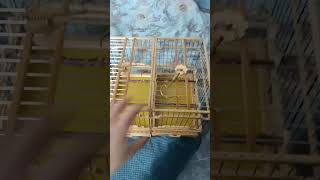 Cutest handmade cage#shortvideo