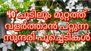 കൊടും ചൂടിലും വളർത്താൻ പറ്റുന്ന വെള്ള സുന്ദരി പൂച്ചെടികളെ കണ്ടാലോ 😍🥰😱