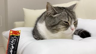 寝てる猫にチュールをあげたらこうなった笑