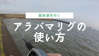 こんなに釣れちゃうんです【霞ヶ浦】【アラバマ】