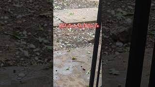 hail storm in Dallas Texas #weather
