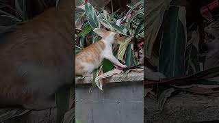 【cat】黄猫欺负小狸花猫，最终它们打起来了 #cute #kittens #pets#shorts