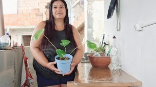 Como Plantar Antúrio Simples E Facil #diy #garden #naturalgardening #plants