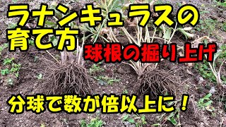 ラナンキュラスの育て方　How to grow ranunculus.　Bulbs.　Dig out.