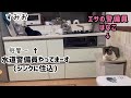 【野良保護母猫】飢えてた過去 餌から離れない