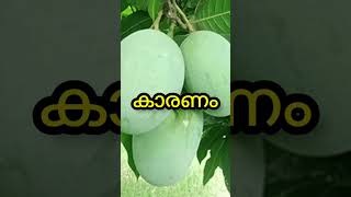 എത്ര പേർക് അറിയാം #short #mango