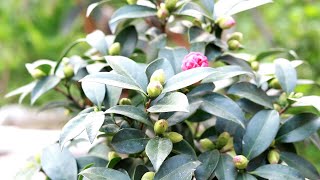 防止茶花掉花蕾花苞，教你这样简单施肥，学到就是赚到