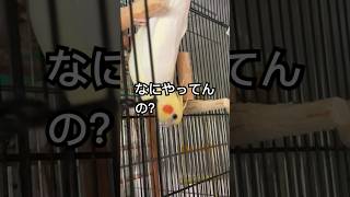 逆さオカメ始めました... #bird #ペット #cockatiel #チャッピー #オカメインコ #インコのいる暮らし