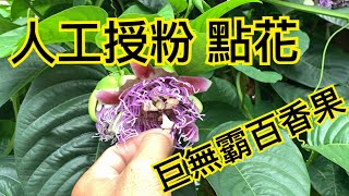 人工授粉 點花 金蜜巨無霸百香果 2020年6月11日