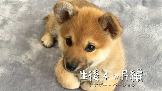 【シバーギーのイナリです！ ～生後4ヵ月編 アナザーバージョン～】 柴犬とコーギーのミックス