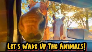 Let’s Go Wake Up The Animals!☀️